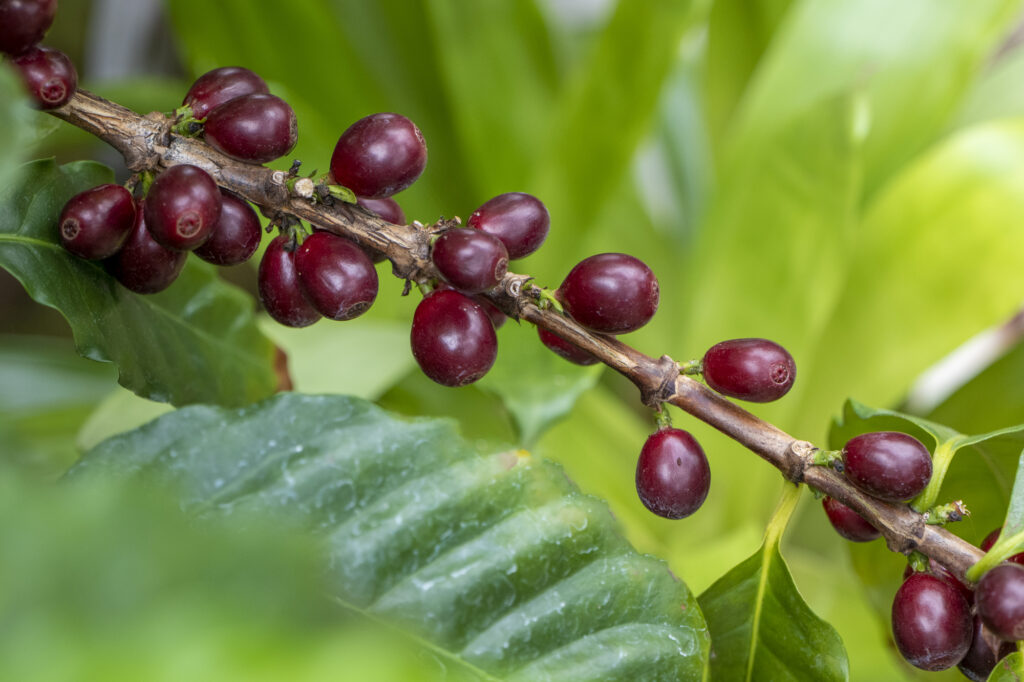 豊かに実るコーヒー豆