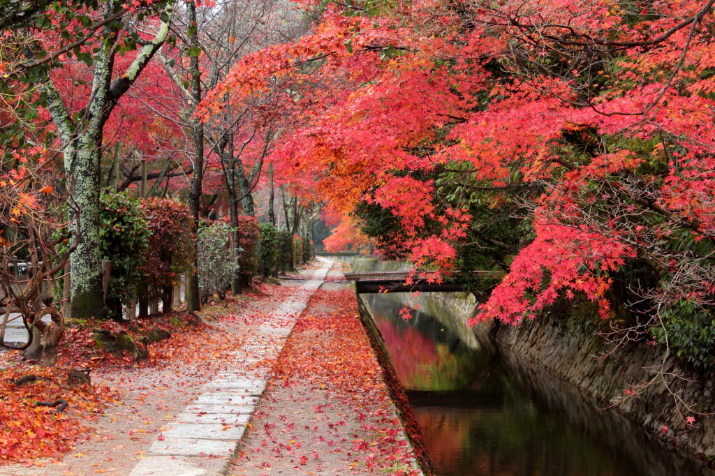 京都　紅葉　哲学