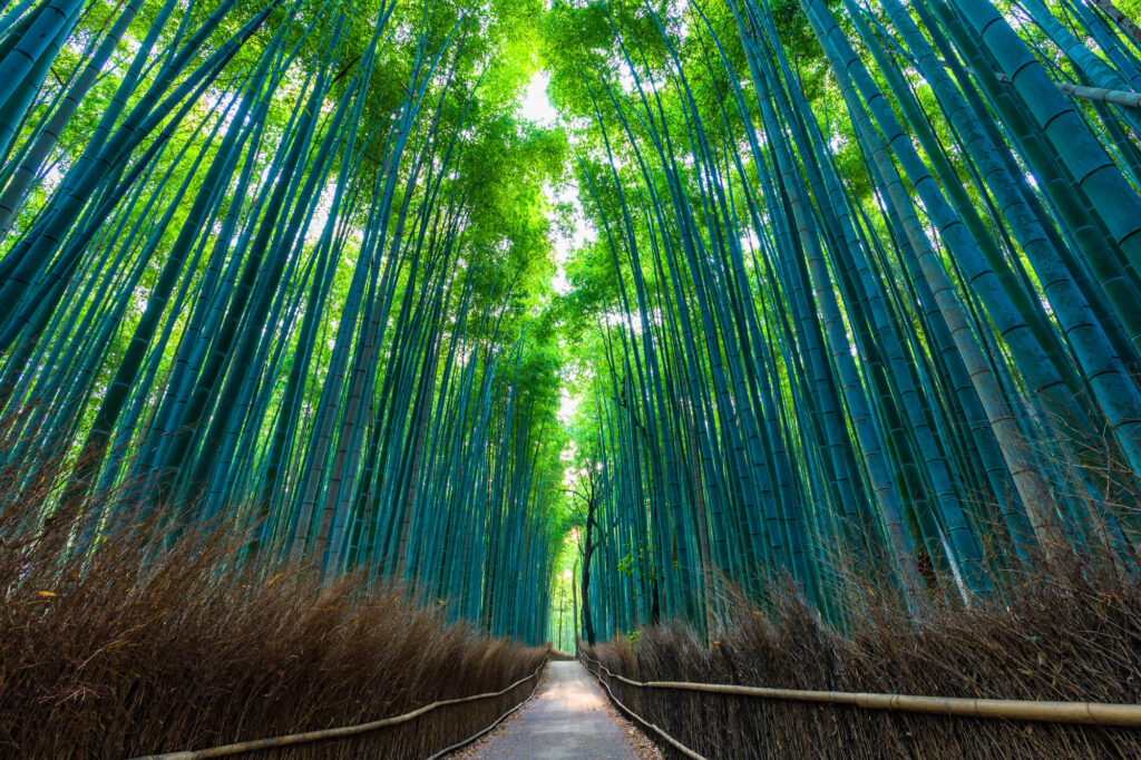 京都嵐山にある竹林の小径
