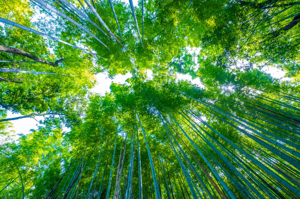 聳え立つ嵯峨野の竹林