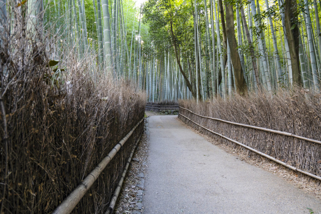 嵐山竹林を散歩する