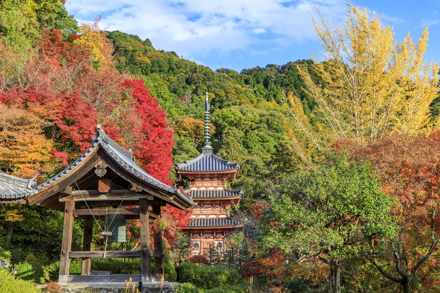 古来より”三室戸の紅楓”と謳われる三室戸寺