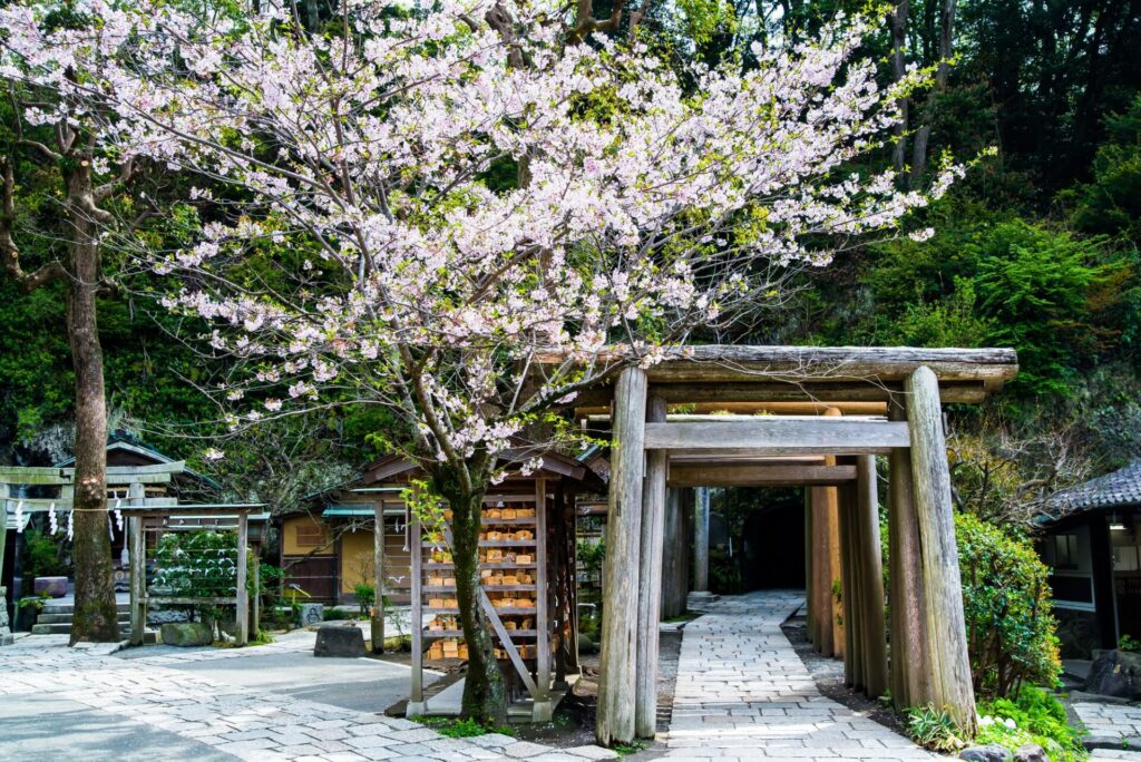 鎌倉 銭洗弁天 境内の桜 