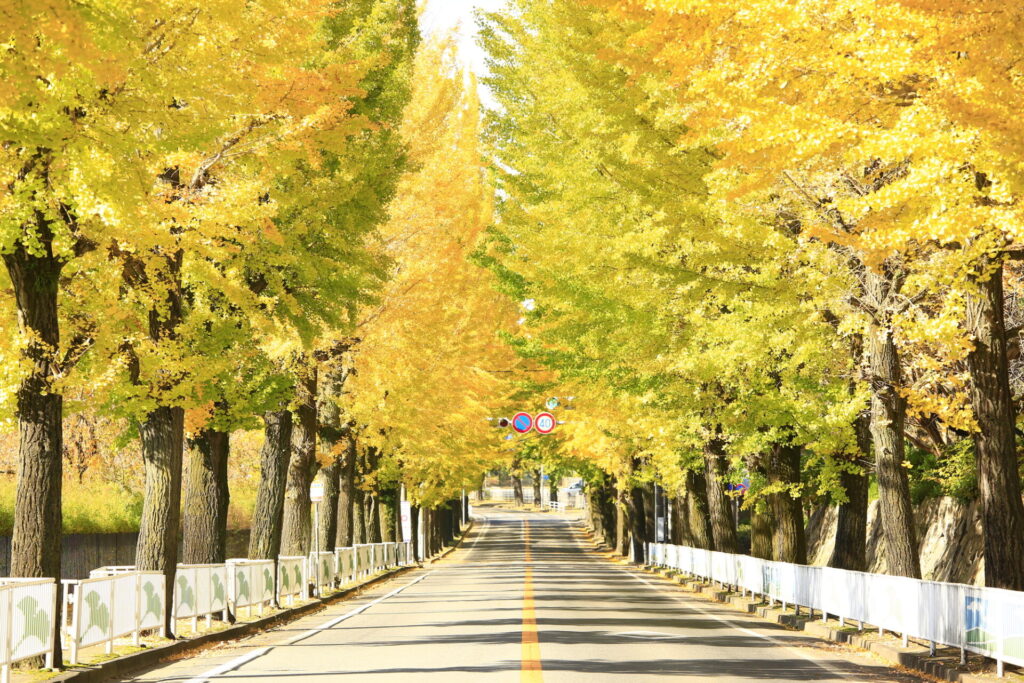 奈良市外の紅葉を日帰りで楽しむ