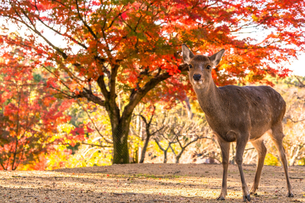 日帰りで奈良の紅葉を楽しむ
