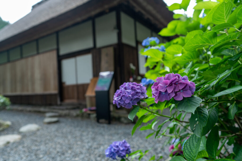 紫陽花と京都