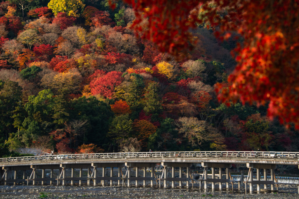 渡月橋と美しい紅葉