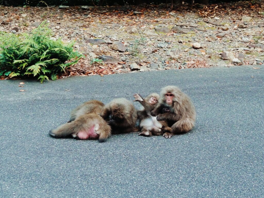 屋久島観光中に出会うサル