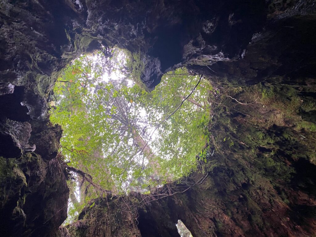 屋久島のウィルソン株