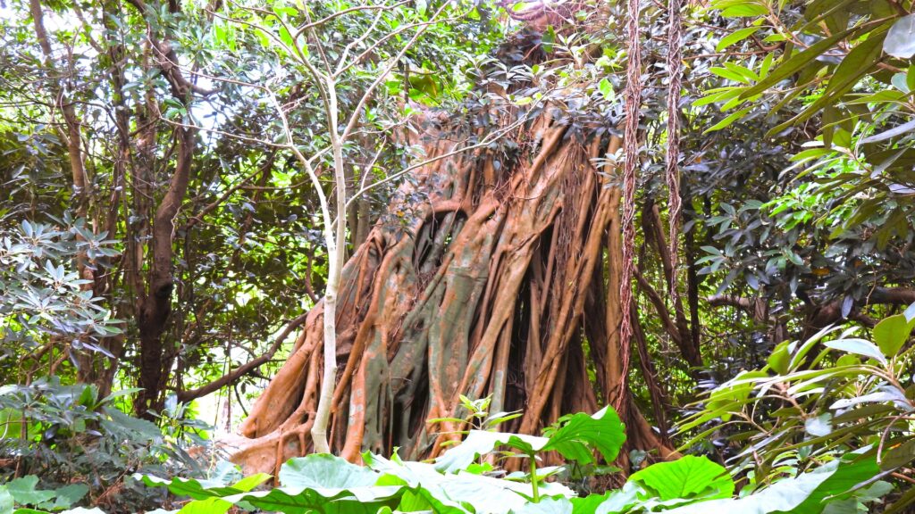 屋久島観光の志戸子ガジュマル公園