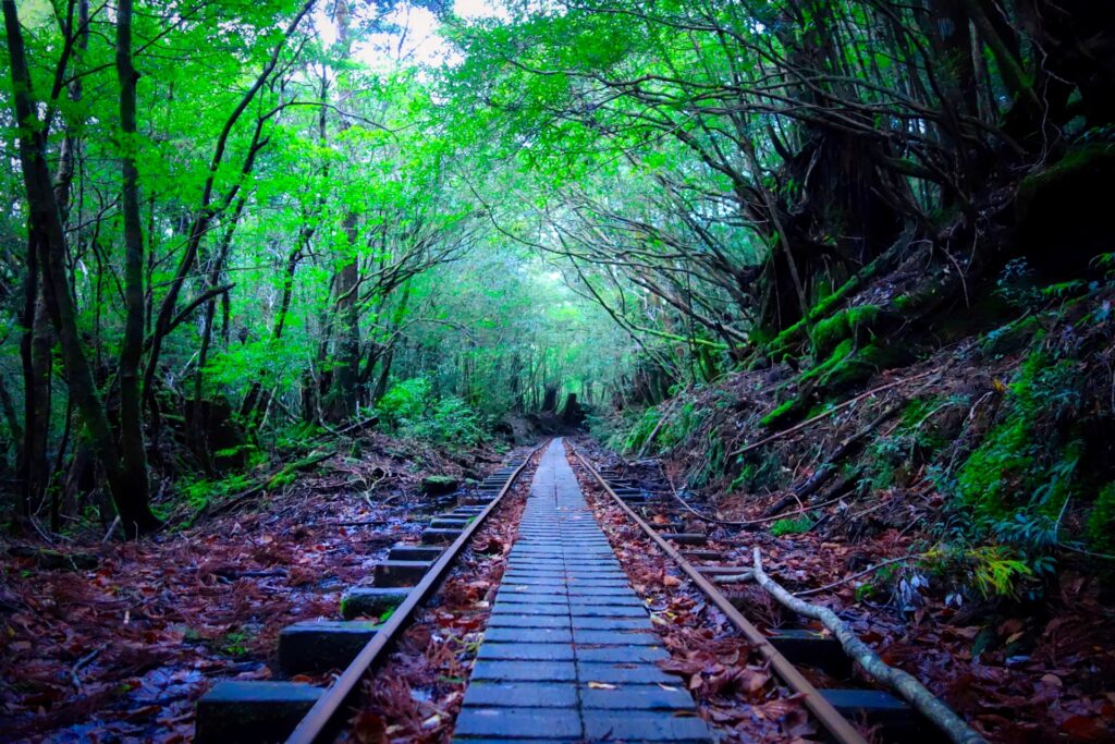 屋久島観光のトレッキングコース