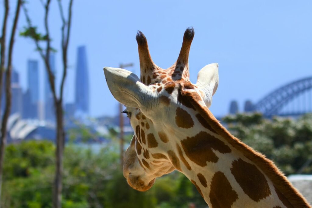 タロンガ動物園のキリン