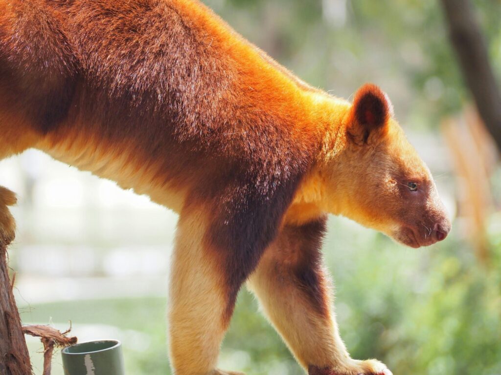 バララット ワイルドライフ パークの動物