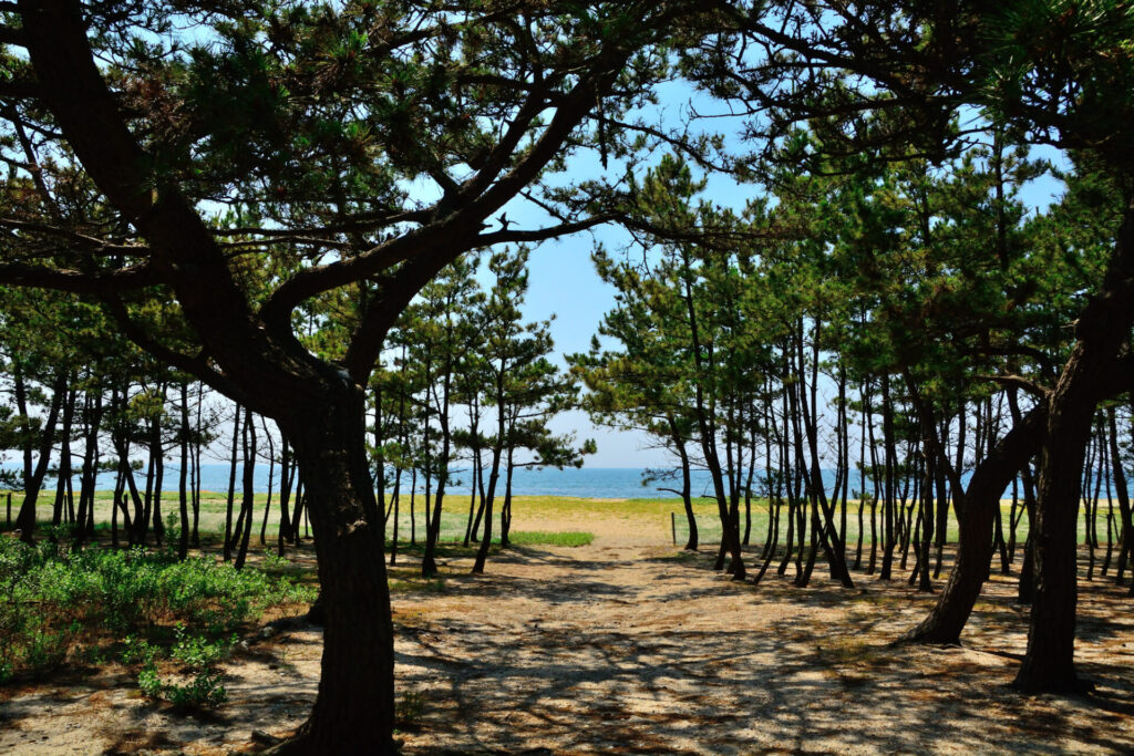 淡路島で最高の思い出を作りましょう