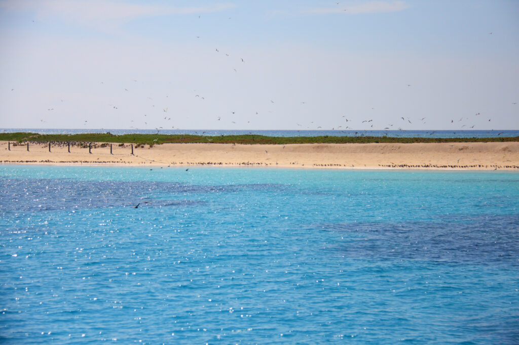 ミコマスケイ 野鳥の住む白い砂の島