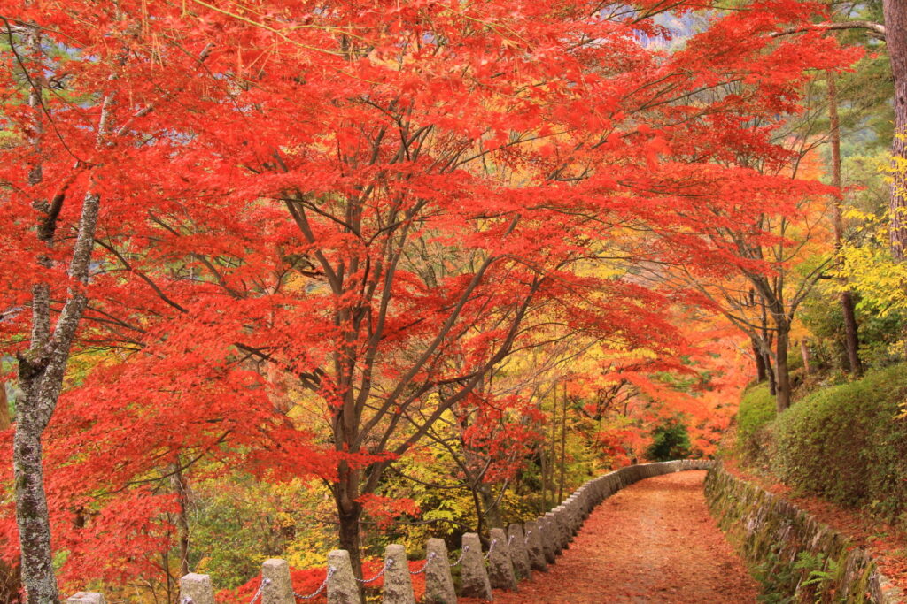 綺麗な紅葉が美しい吉野山（奈良）高城山への道