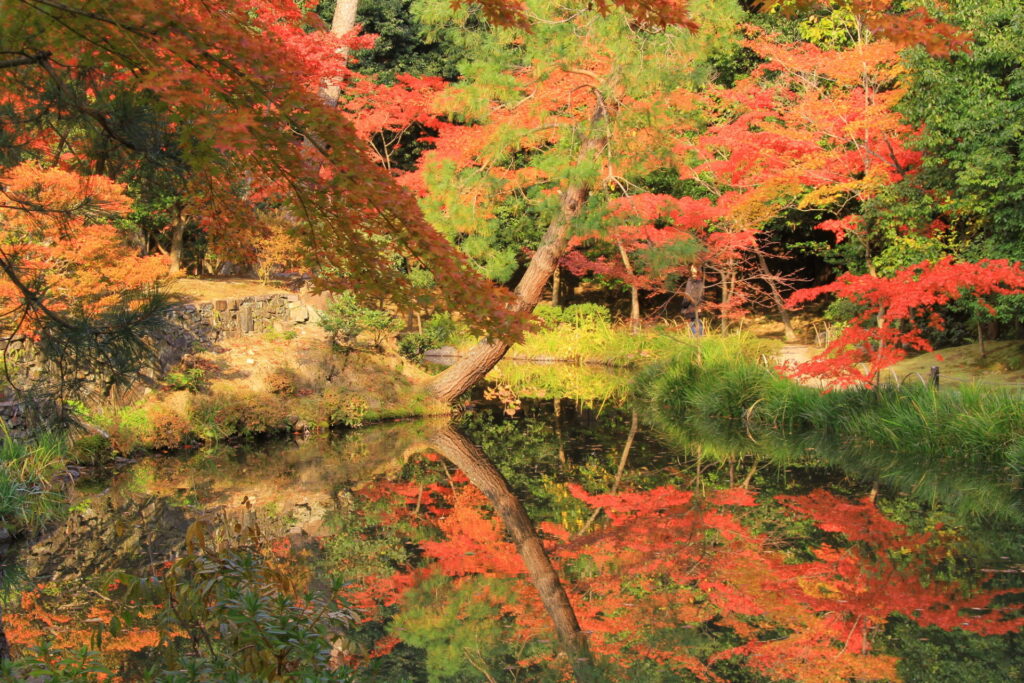 等持院（京都）庭園の池に写る紅葉