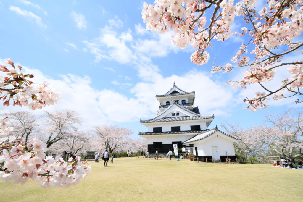桜の花と館山城
