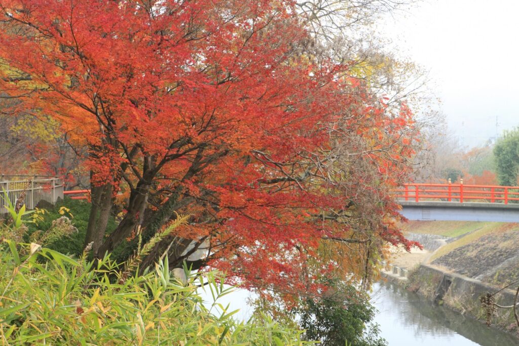 奈良県立竜田公園の紅葉(例年の見頃:11月中旬～)