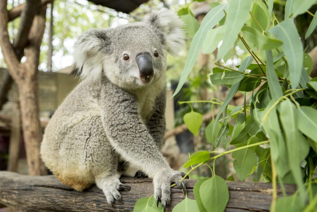 オーストラリアのかわいいコアラ