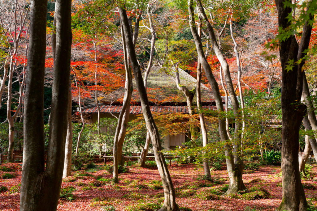 祇王寺の紅葉