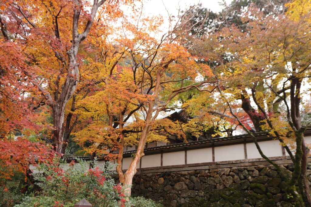 正暦寺の紅葉(例年の見頃:11月中旬～)