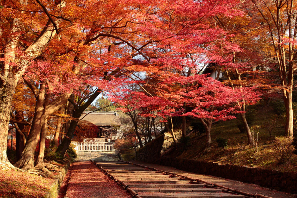 京都の紅葉は絶景です！