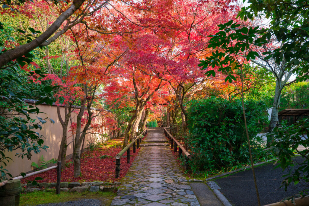 常照寺　紅葉