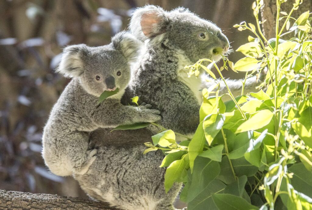 オーストラリアのコアラの親子