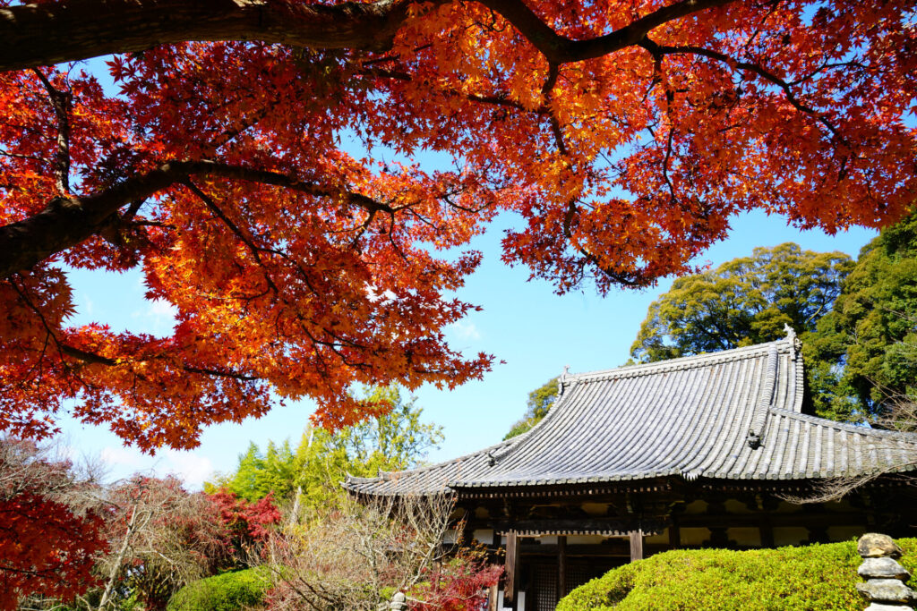 長岳寺の紅葉(例年の見頃:11月中旬～) 