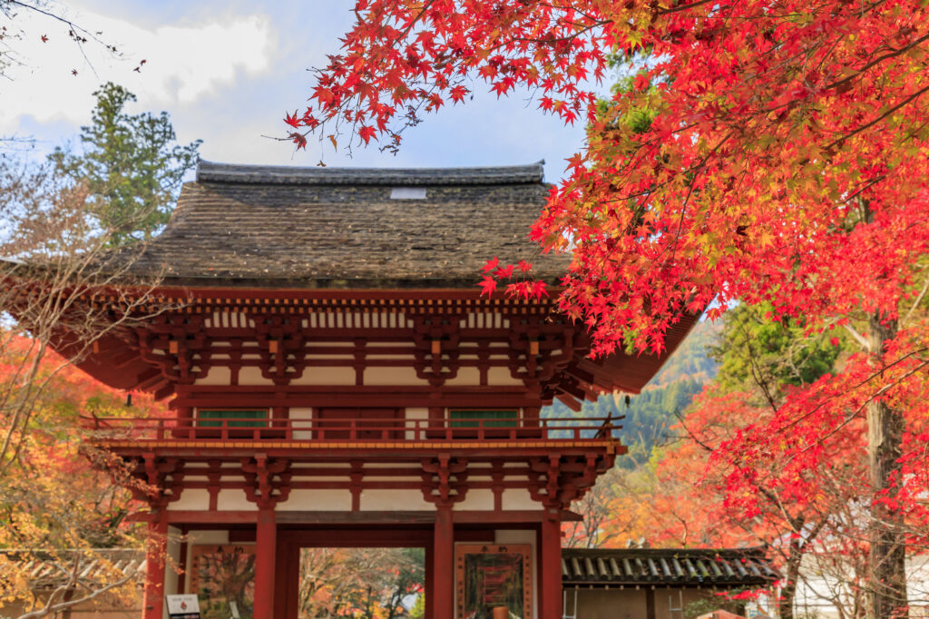 室生寺の紅葉(例年の見頃:11月中旬～)