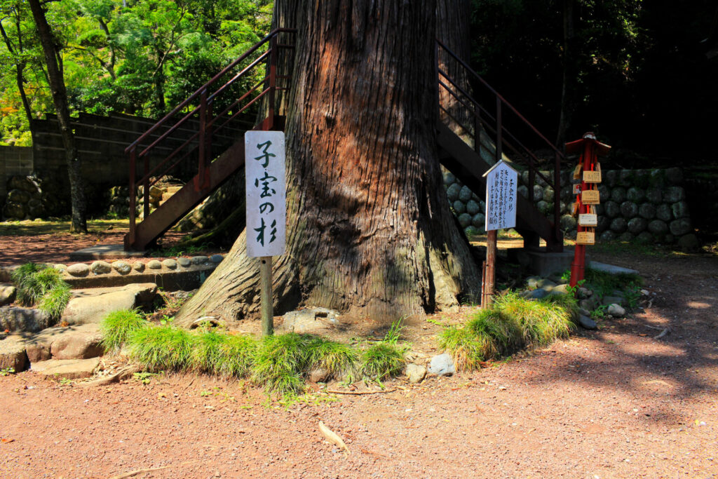 日枝神社の有名な杉
