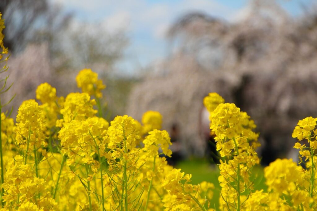 春に梅小路公園で咲く菜の花