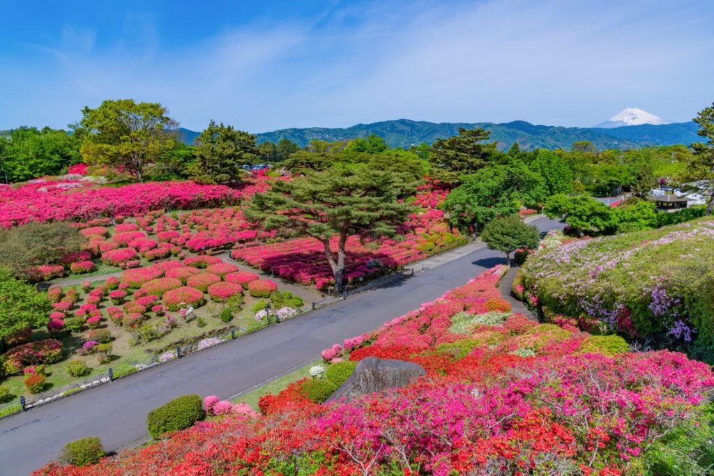 四季折々の花々が楽しめる「小室山公園」