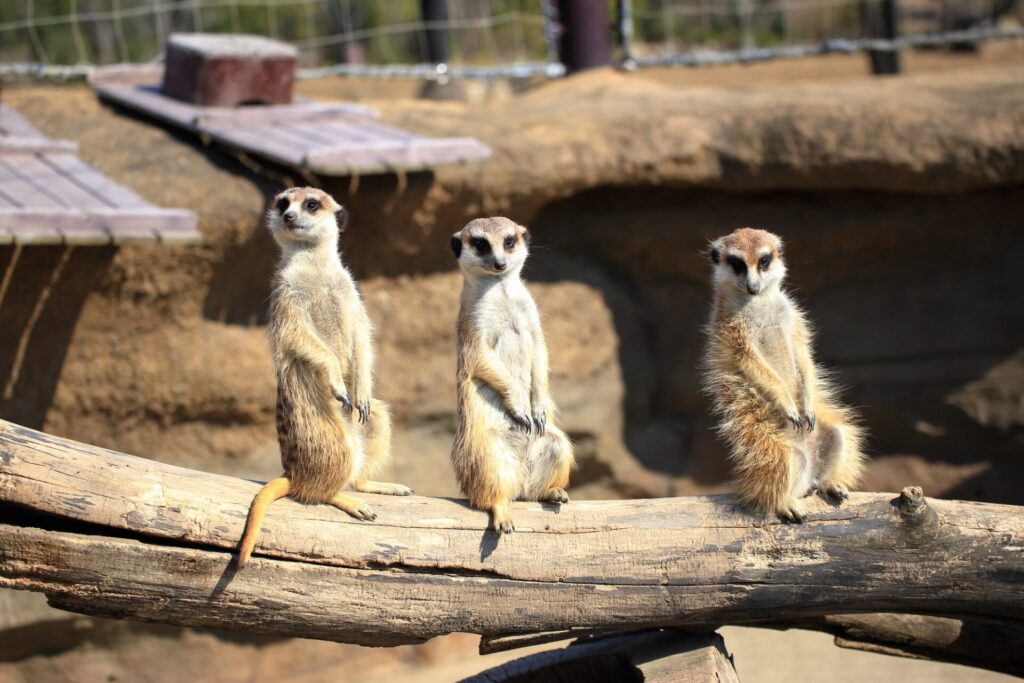 9月の横浜観光で行きたいよこはま動物園ズーラシア