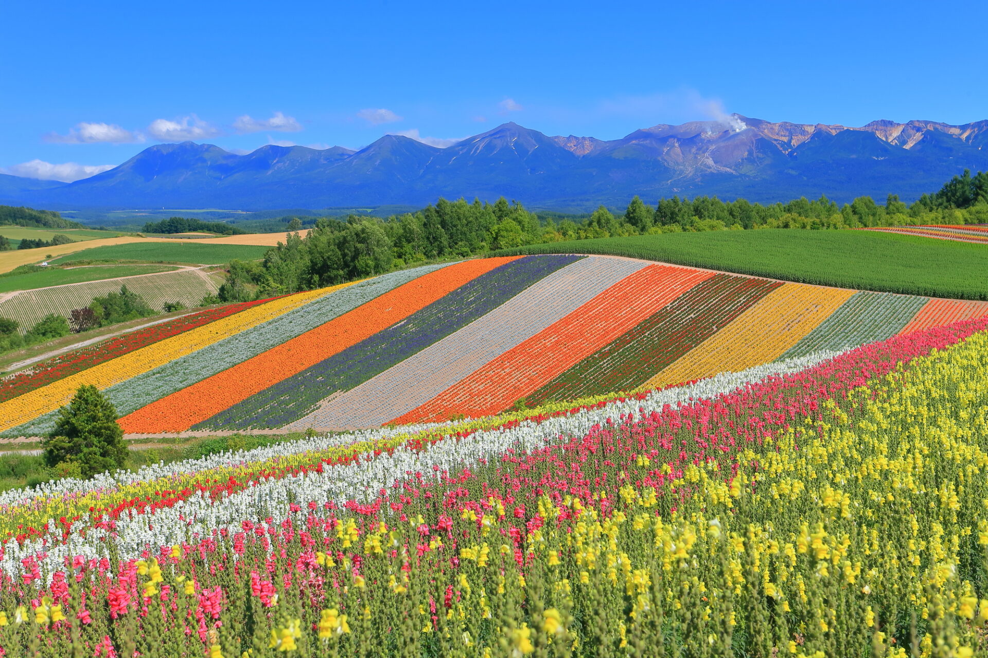 北海道の美瑛四季彩の丘に咲く色とりどりの花