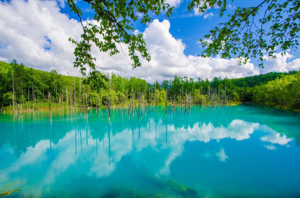 北海道の美瑛町　青空と青い池の絶景