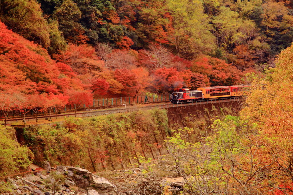 紅葉の中を走るトロッコ列車