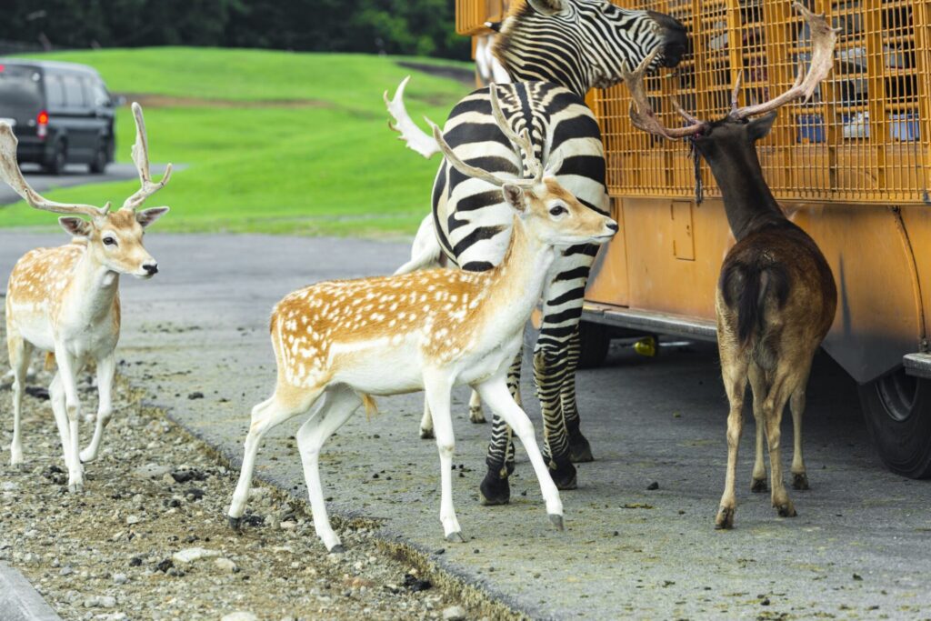 アフリカンサファリで動物に触れあう