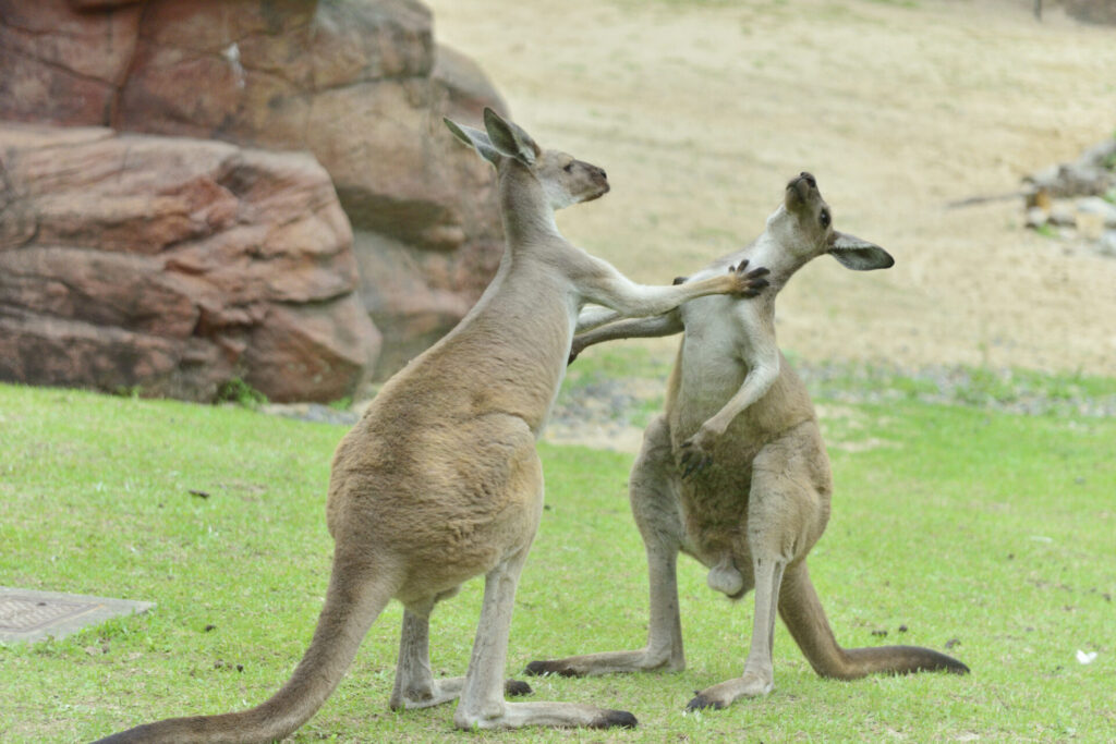 シドニー動物園おすすめランキング
