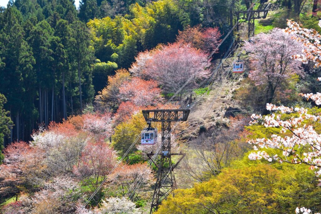 吉野ロープウェイから見える桜の景色