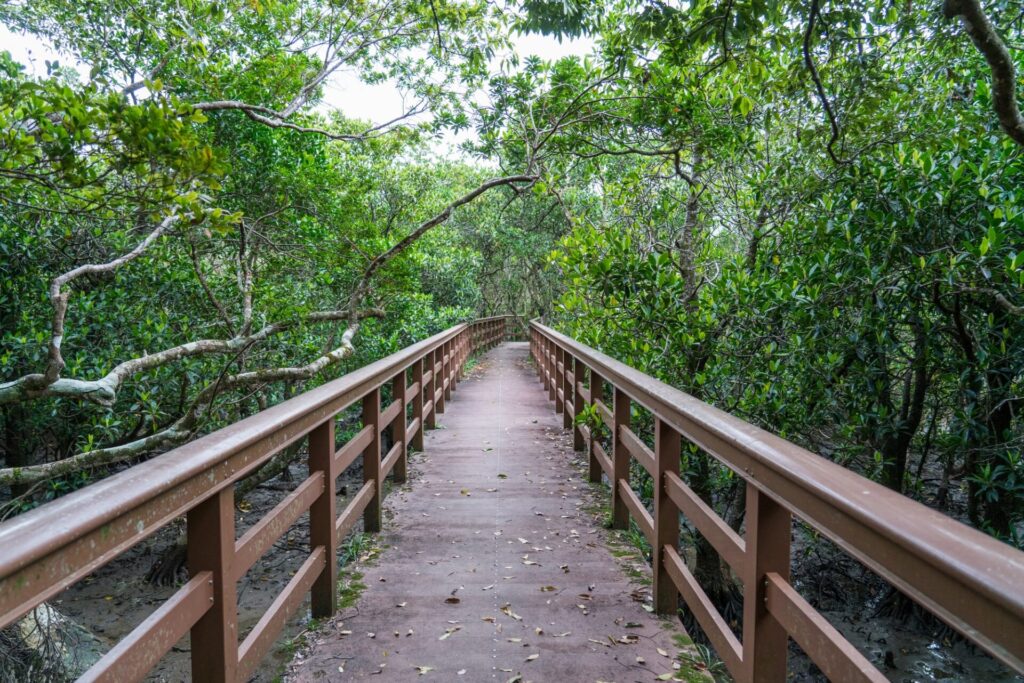 奄美大島のマングローブの森にかかる橋