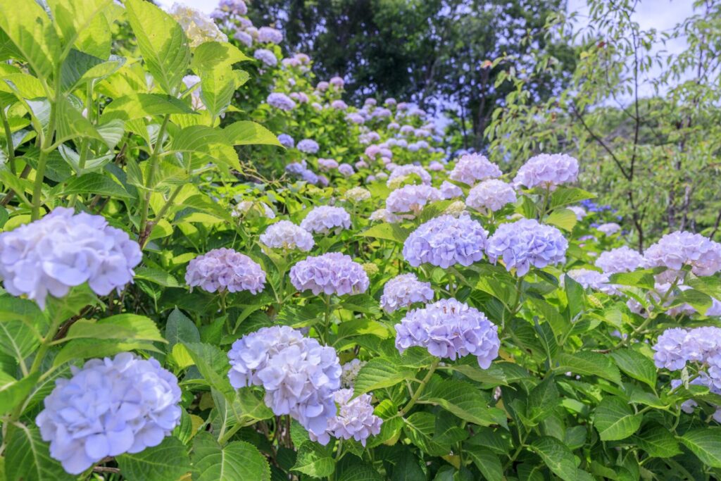 世界遺産吉野山の新緑と七曲坂に咲く満開の紫陽花