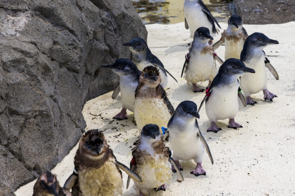 メルボルン　フィリップ島のペンギン
