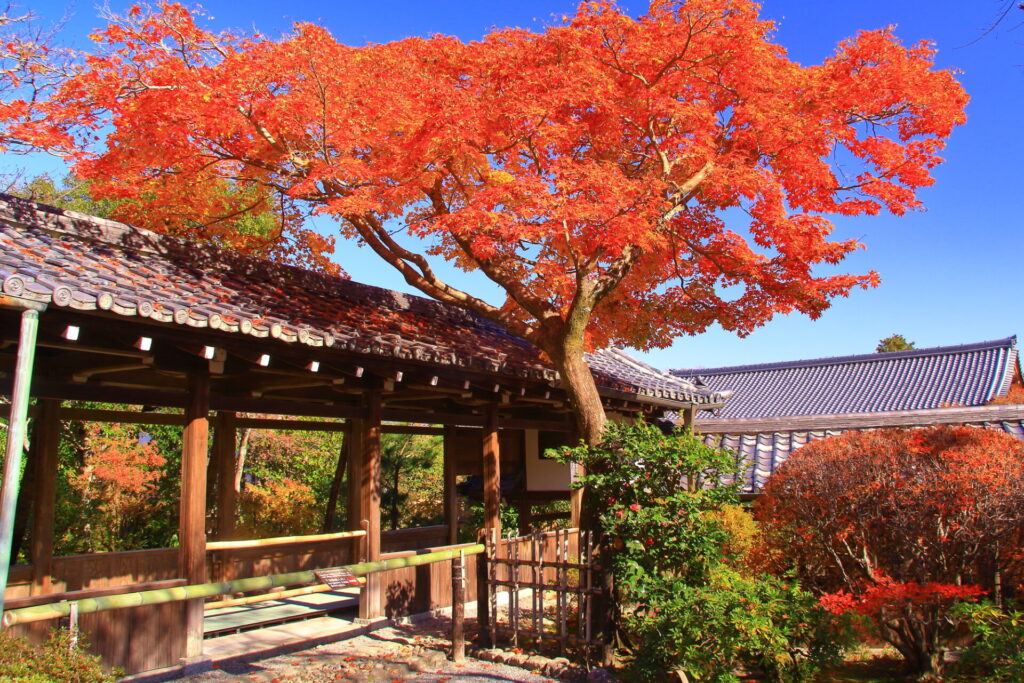 福島の茶室や日本庭園で日本文化に触れる