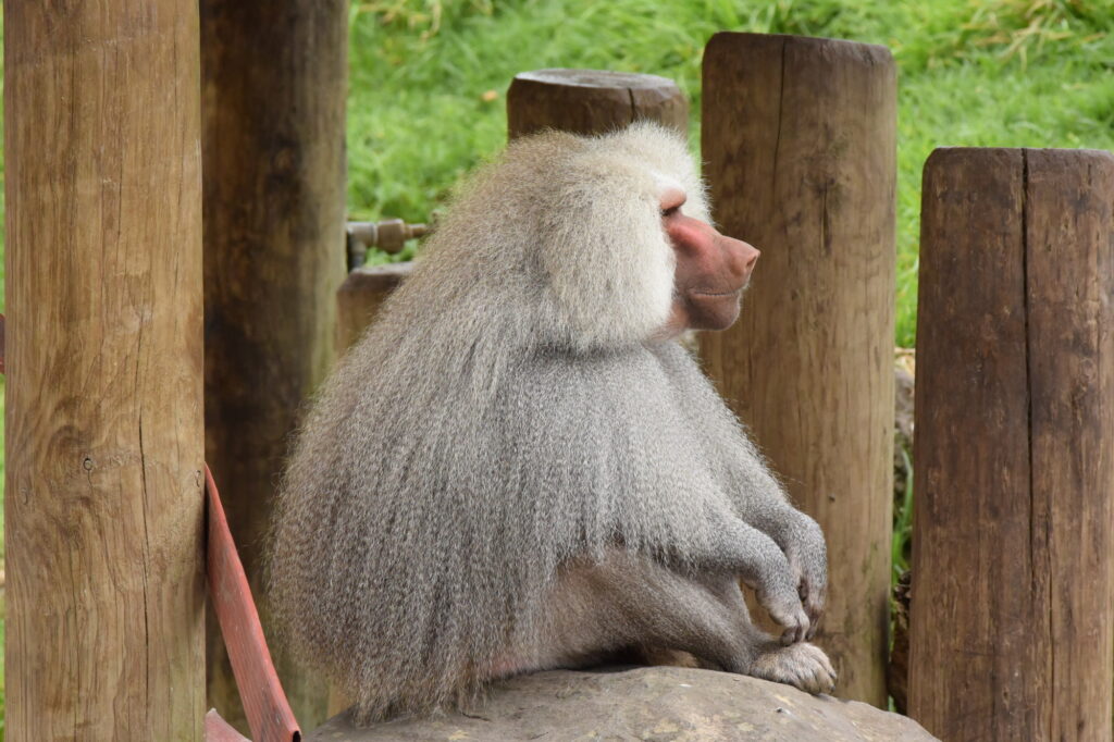 オークランド動物園：ニュージーランドの動物たちとの出会い