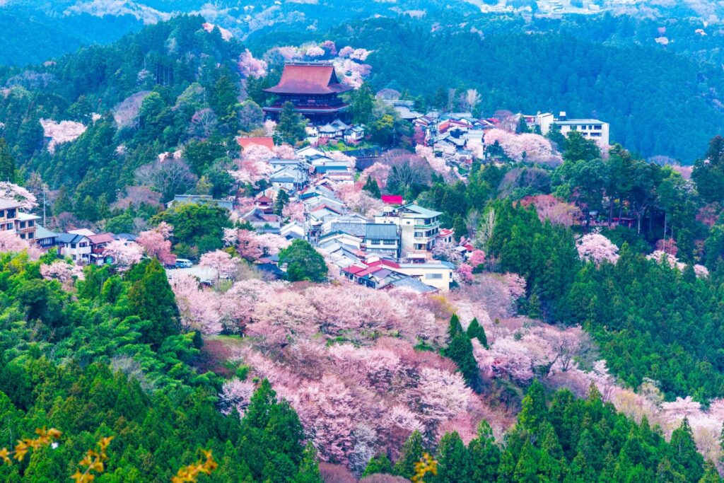 吉野山の千本桜と金峯山寺