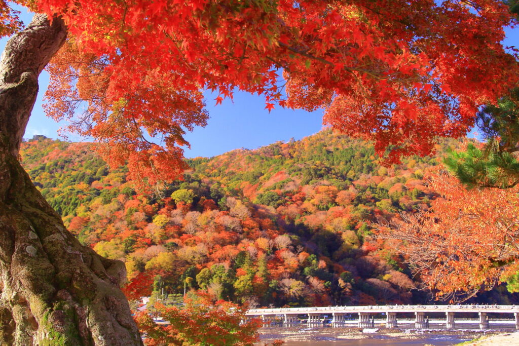 京都紅葉