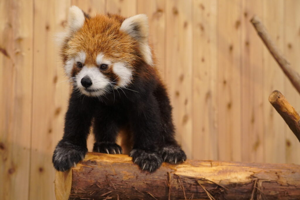 伊東シャボテン動物公園