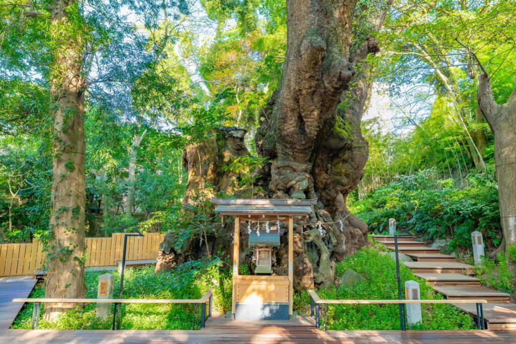 静岡県熱海市の来宮神社の御神木である楠の木